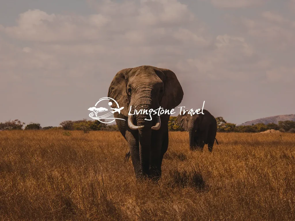 Projet Livingstone Travel